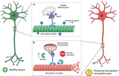 HDAC6: A Key Link Between Mitochondria and Development of Peripheral Neuropathy